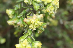 Thymelaea lythroides