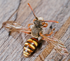 Nomada ruficornis