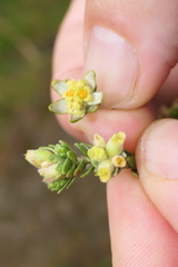 Thymelaea lythroides