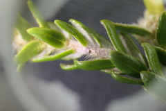 Thymelaea lythroides