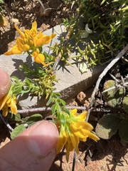 Genista tournefortii