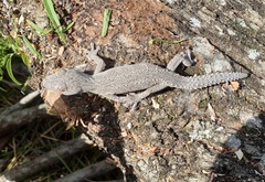 Strophurus williamsi