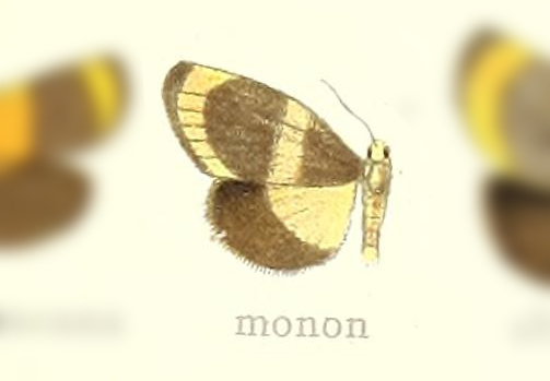 Eudesmia monon