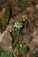 Cardamine anhuiensis