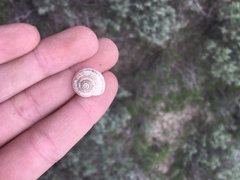Oreohelix