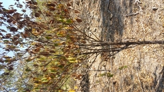 Schizenterospermum