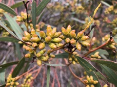Eucalyptus phenax