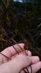 Dracophyllum subulatum