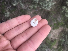 Oreohelix