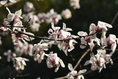 Magnolia zenii