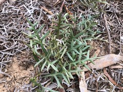 Grevillea angustiloba