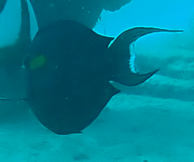 Acanthurus olivaceus