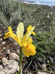 Iris xiphium lusitanica