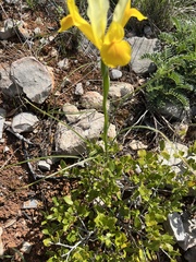 Iris xiphium lusitanica