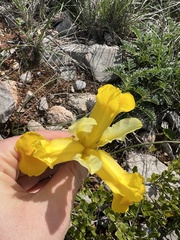 Iris xiphium lusitanica