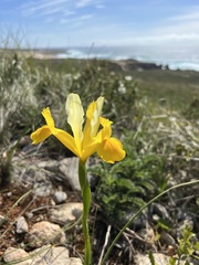 Iris xiphium lusitanica