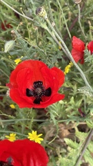 Papaver umbonatum