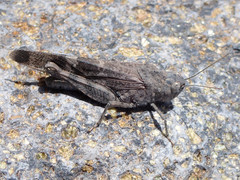 Scintharista notabilis