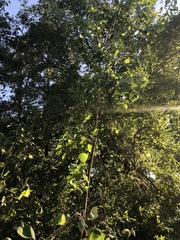 Tilia americana caroliniana