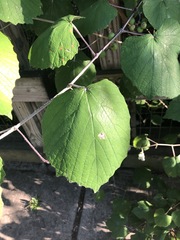 Tilia americana caroliniana