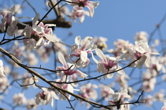 Magnolia zenii