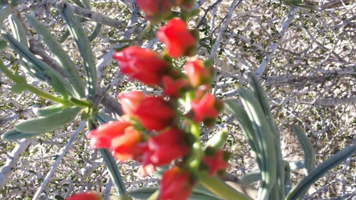 Kalanchoe linearifolia image