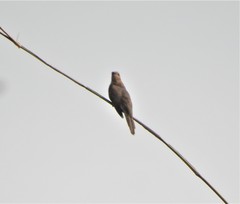 Cacomantis merulinus