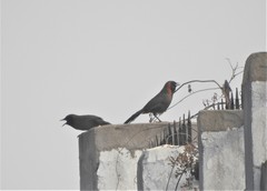 Pterorhinus ruficollis