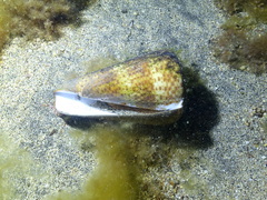 Conus canariensis
