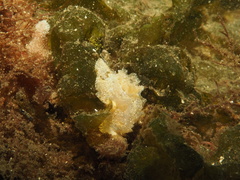 Goniodoris