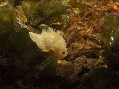 Goniodoris