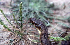 Lolium rigidum