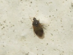 Orius minutus