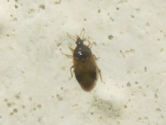 Orius minutus