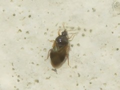 Orius minutus