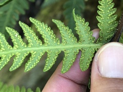 Pseudophegopteris