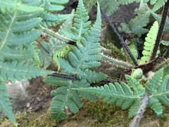 Pseudophegopteris