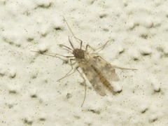 Psectrotanypus varius