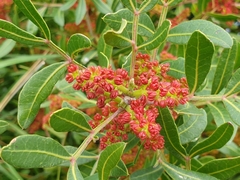 Pistacia lentiscus