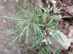 Viola chaerophylloides