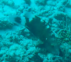 Cheilinus chlorourus