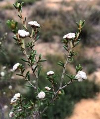 Spyridium eriocephalum