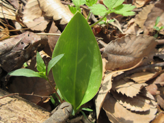 Lilium tsingtauense