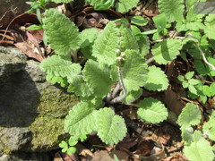 Primula sieboldii