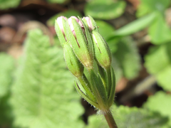 Primula sieboldii