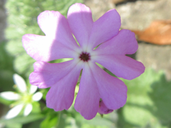 Primula sieboldii