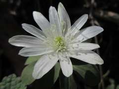 Anemonoides raddeana