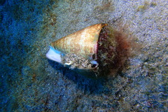 Conus canariensis