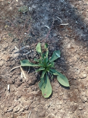 Ptilotus nobilis