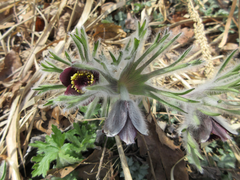 Pulsatilla cernua